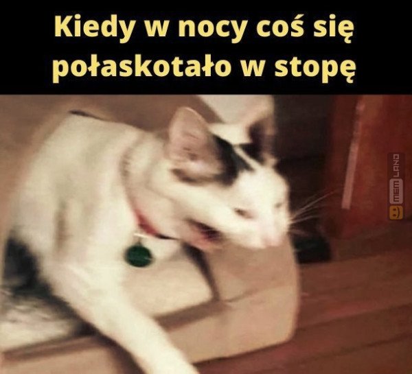 Śmieszny mem: 9908628 - MemLand