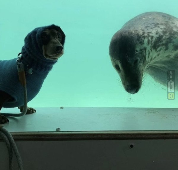 Śmieszny mem: 9921292 - MemLand