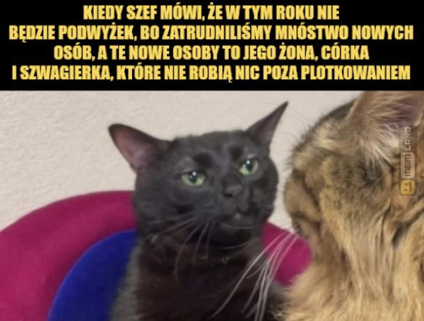 Śmieszny mem: 9922599 - MemLand
