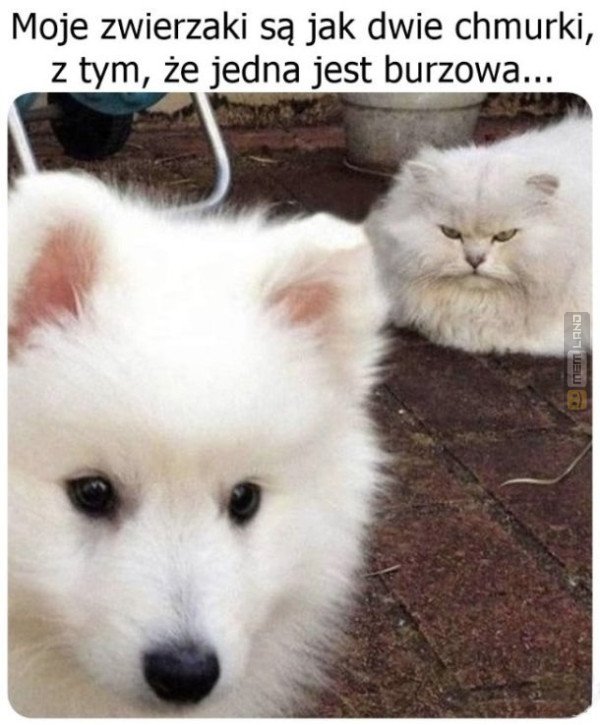 Śmieszny mem: 9942948 - MemLand