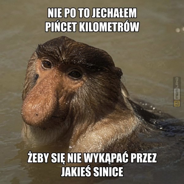 Śmieszny mem: 9964613 - MemLand