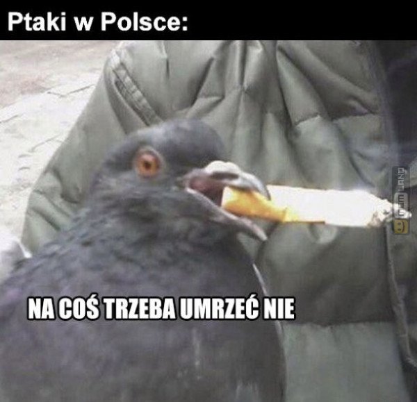Śmieszny mem: 9987017 - MemLand