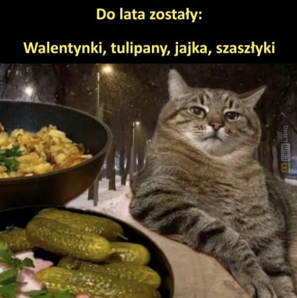 Śmieszny mem: 9987761 - MemLand